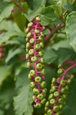 Bitki Phytolacca çiçek