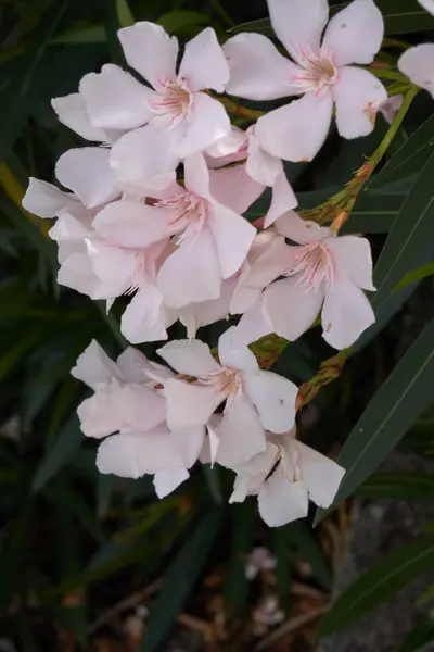 A kertben Oleander — Stock Fotó