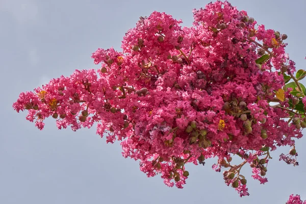 Fiore in fiore in giardino in primavera — Foto Stock