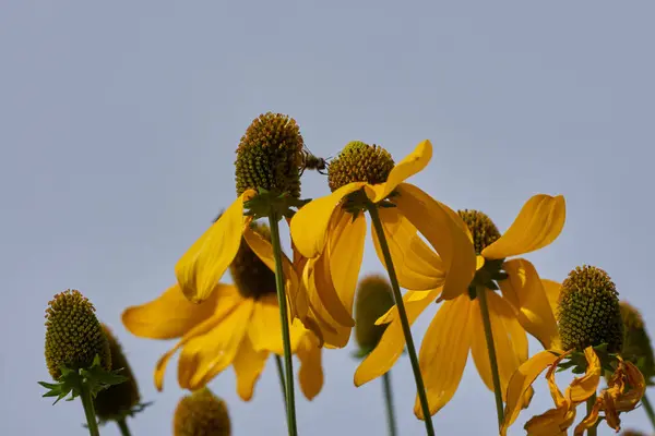 Flor amarilla de Rudbeckia en el jardín — Foto de Stock