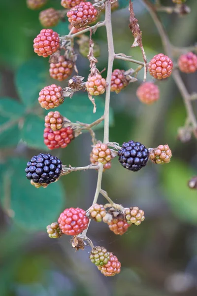 Reife Brombeere auf Zweig — Stockfoto