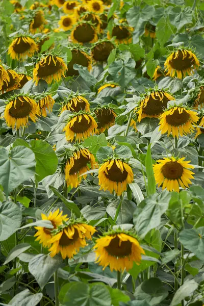 Campo de girassol em flor — Fotografia de Stock