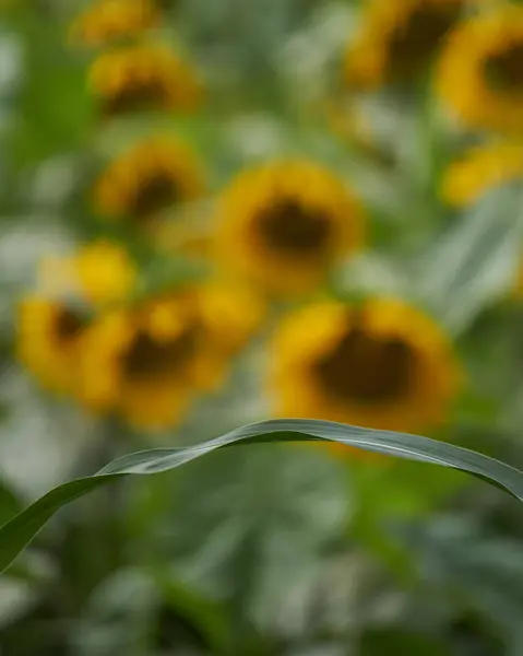 Feld der Sonnenblume in voller Blüte — Stockfoto