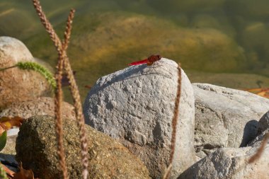 Kayanın üzerine kırmızı yusufçuk