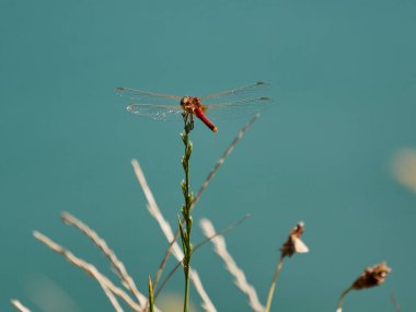 Gölde kırmızı yusufçuk