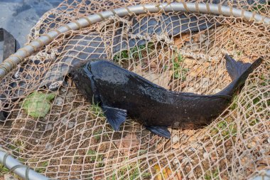 Balıkçılık Gölü sazan