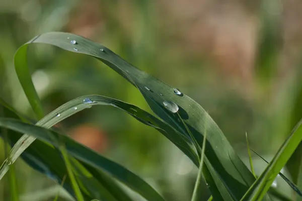 雨上がりの草をドロップします。 — ストック写真