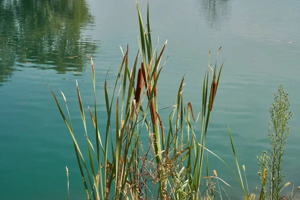Typha wildplant vid sjön — Stockfoto