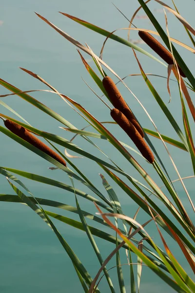 湖のヒメガマ wildplant — ストック写真