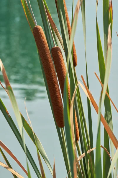 湖のヒメガマ wildplant — ストック写真