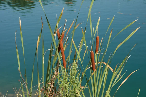 Typha Latifolia Tall Marsh Plant — Stock Photo © spetenfina #206428458