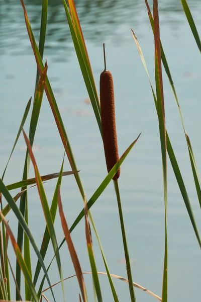 湖のヒメガマ wildplant — ストック写真