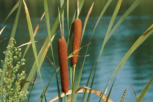 湖のヒメガマ wildplant — ストック写真
