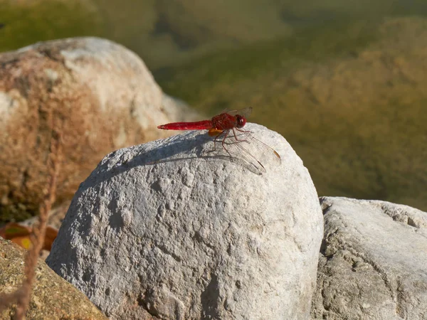 Red dragonfly on rock — Stock Photo, Image