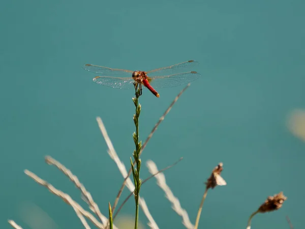 Libélula vermelha no lago — Fotografia de Stock