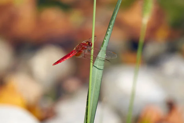 Libélula roja en el lago —  Fotos de Stock