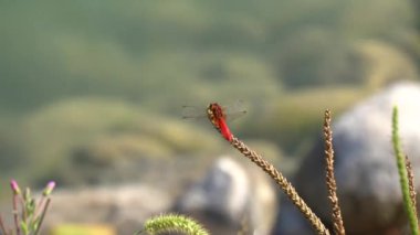 Gölde kırmızı yusufçuk