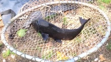 Balıkçılık Gölü sazan