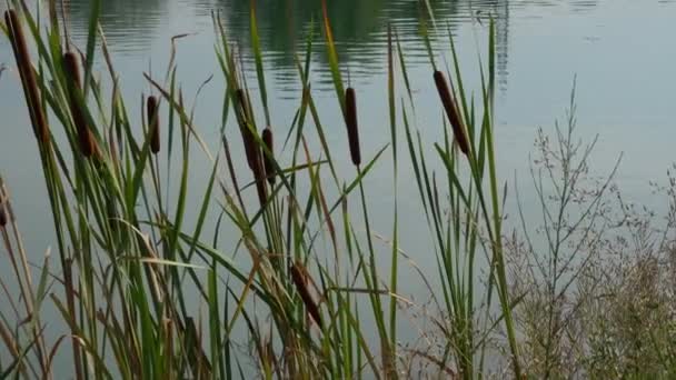 Typha planta silvestre en el lago — Vídeo de stock