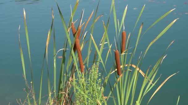 Typha wildplant vid sjön — Stockvideo