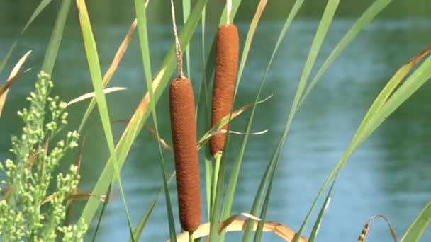 Typha wildplant nad jeziorem — Wideo stockowe