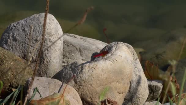 Red dragonfly on rock — Stock Video