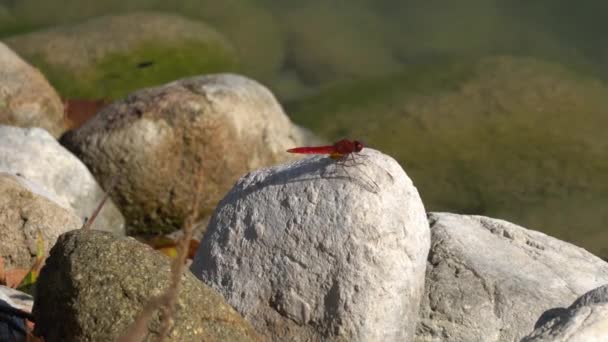 Red dragonfly on rock — Stock Video