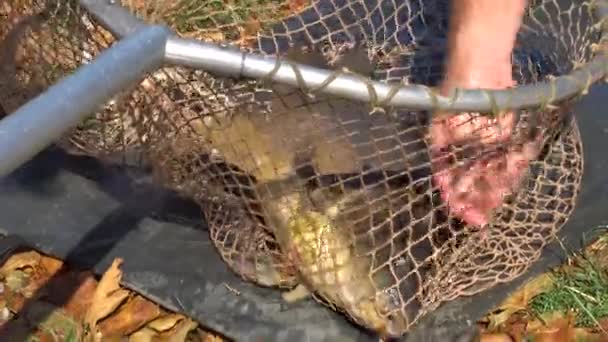 Pesca de carpas en el lago — Vídeo de stock