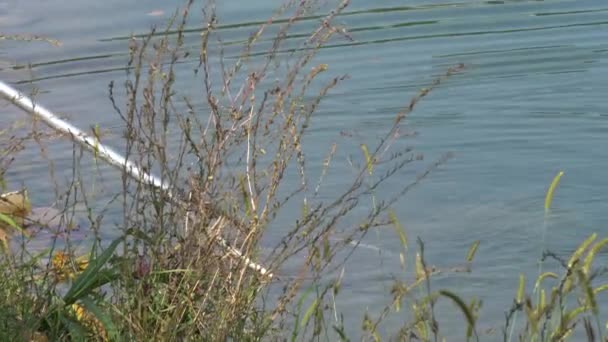 鯉湖で釣り — ストック動画
