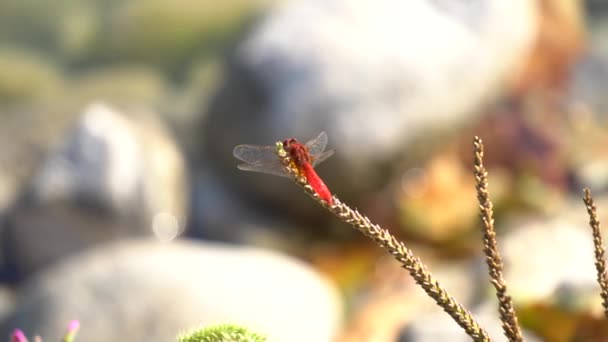 Красная стрекоза на озере — стоковое видео