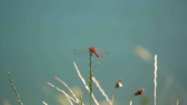 Libélula roja en el lago — Vídeo de stock