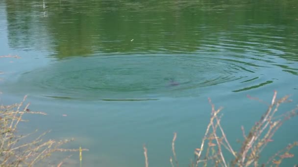 Karpervissen op lake — Stockvideo
