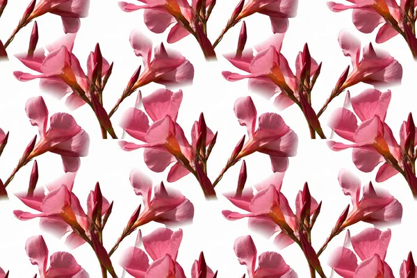 Oleander im Garten — Stockfoto