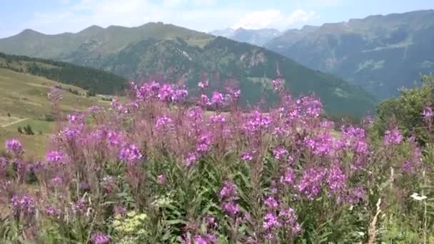 Лето и полевой цветок — стоковое видео