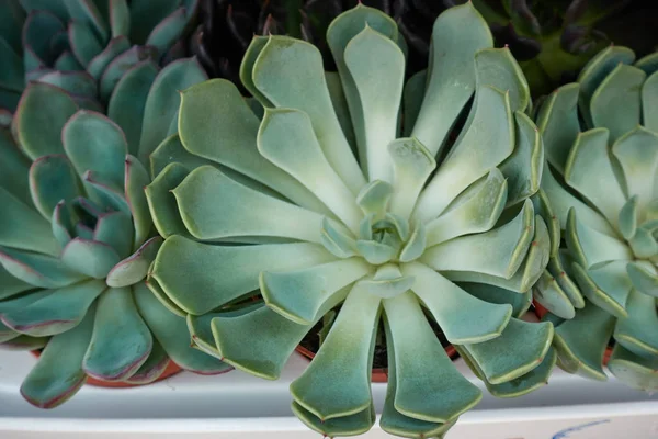 Sukkulente im Garten — Stockfoto