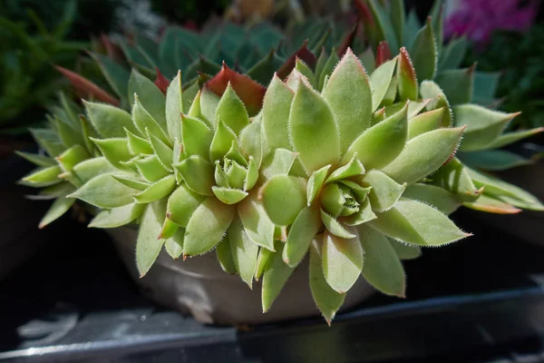 Bahçedeki sulu bitkiler.