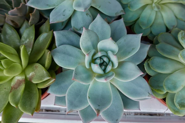 Bahçedeki sulu bitkiler.