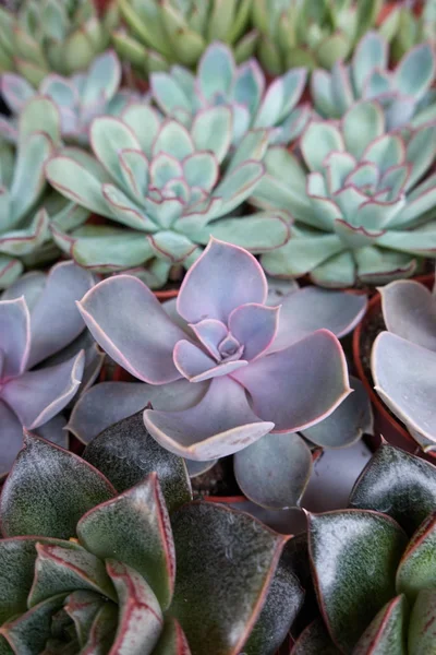 Succulent plant in the garden — Stock Photo, Image