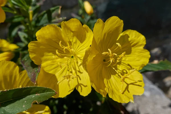 Квітка квітуча в саду навесні — стокове фото