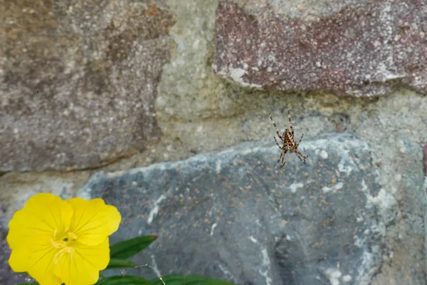Spinne eine gelbe Blume — Stockfoto