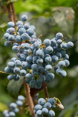 Herdem yeşil bitki üzerinde mavi çilek
