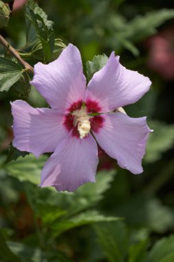 pembe hibiscus Çiçek bahçesinde