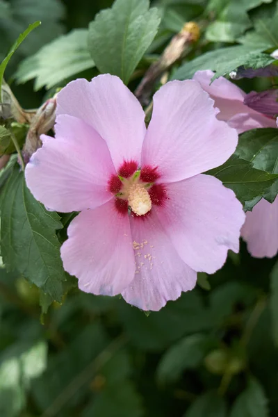 Hibisco rosa em flor no jardim — Fotografia de Stock