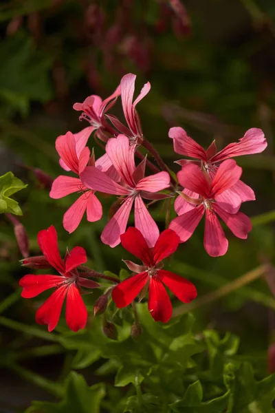Geranio en flor en primavera —  Fotos de Stock