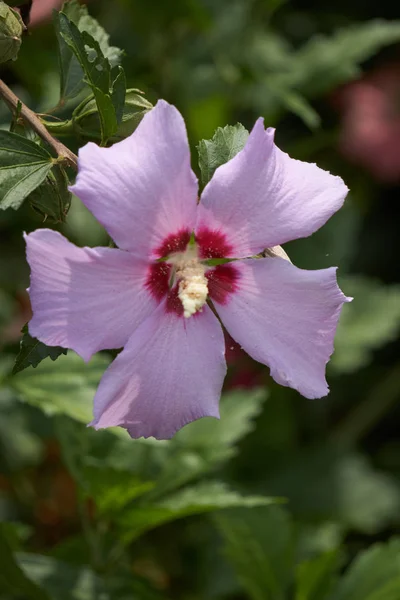 Hibisco rosa em flor no jardim — Fotografia de Stock