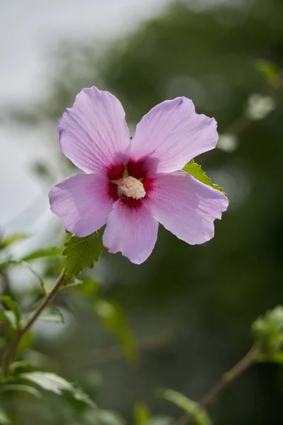 Hibiscus różowy w rozkwicie w ogrodzie — Zdjęcie stockowe