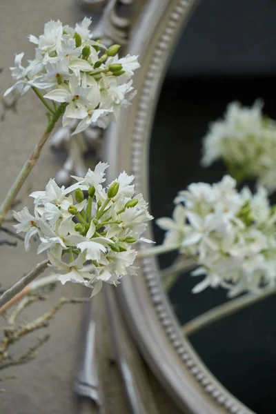 镜子里的花 — 图库照片