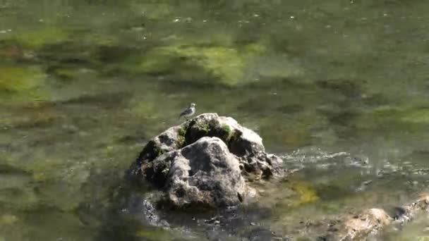 流岩上的鸟 — 图库视频影像