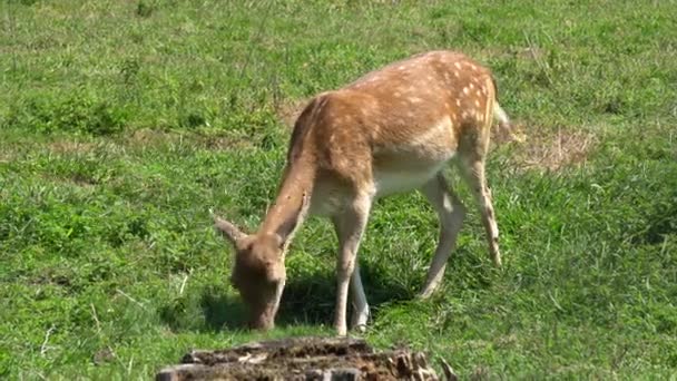 Cervi al pascolo in montagna — Video Stock