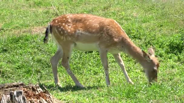 Deer grazing in the mountain — Stock Video